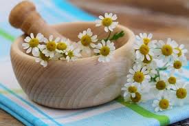 bienfaits camomille